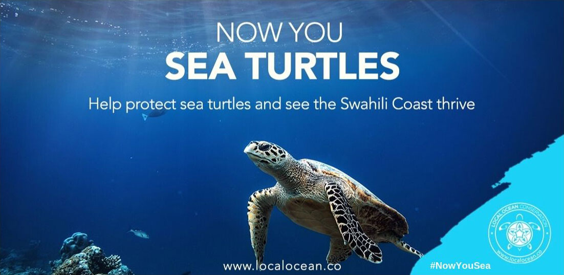Now You Sea Turtles Asset