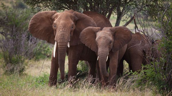 loisaba-tented-camp-wildlife-elephant-family-c-silverless5D7BA46A-B993-DB35-A3F6-22A1F1A56F9F.jpg