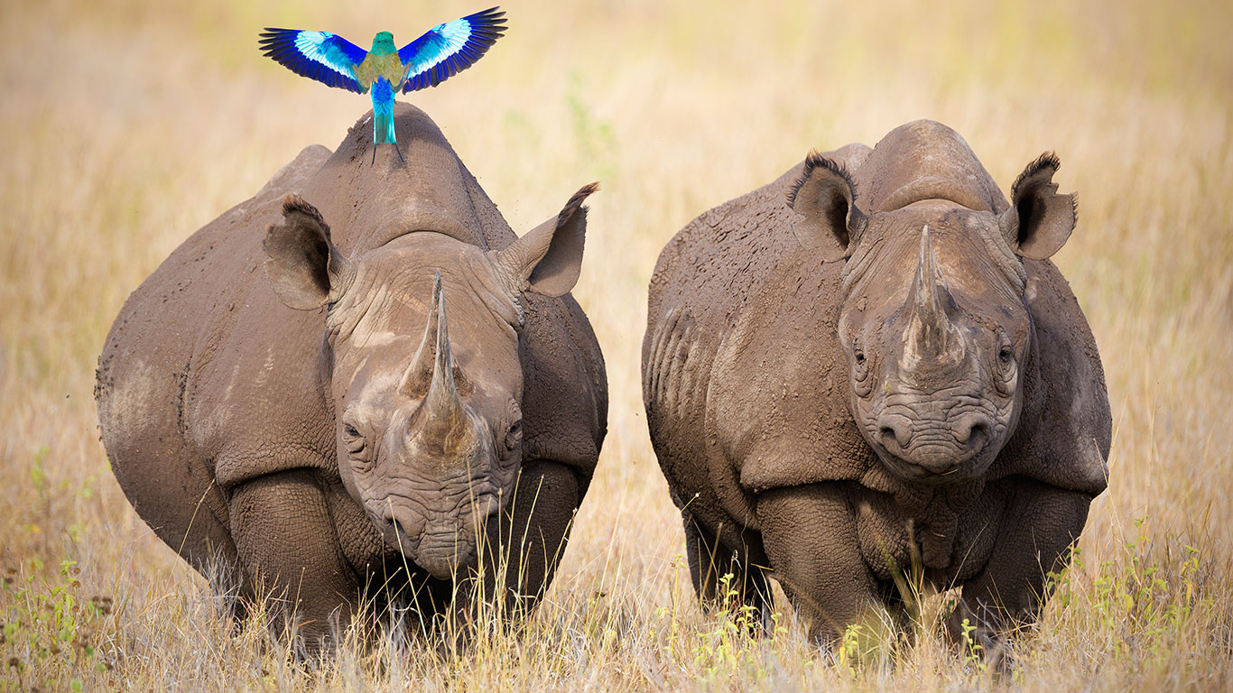 Lewa Safari Camp white rhino and lilac breasted roller