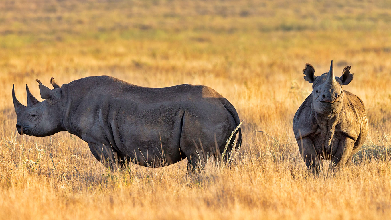 Lewa Safari Camp wildlife black rhino