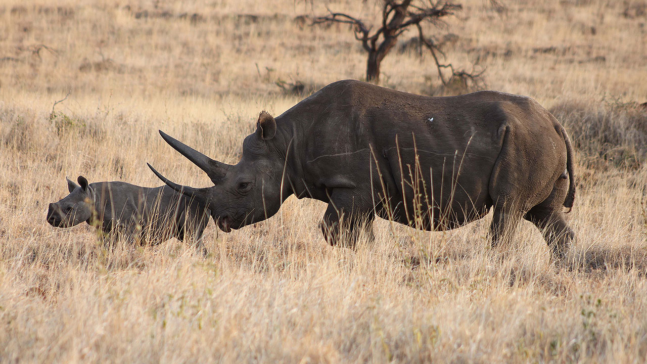 Africa’s Endangered Black Rhinos