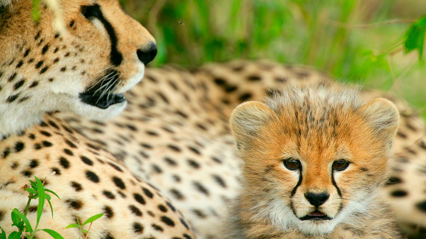 Elephant Pepper Camp cheetah