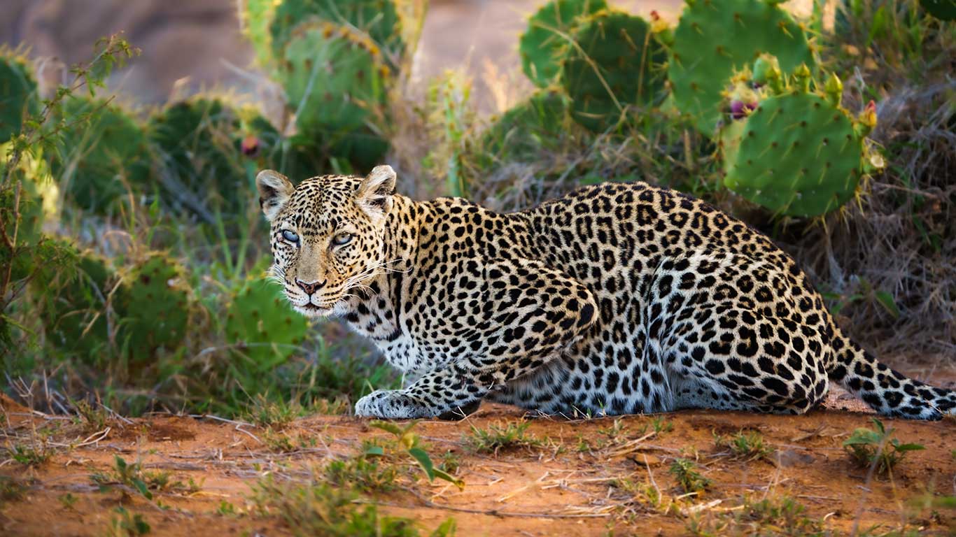 Loisaba Leopard crouch