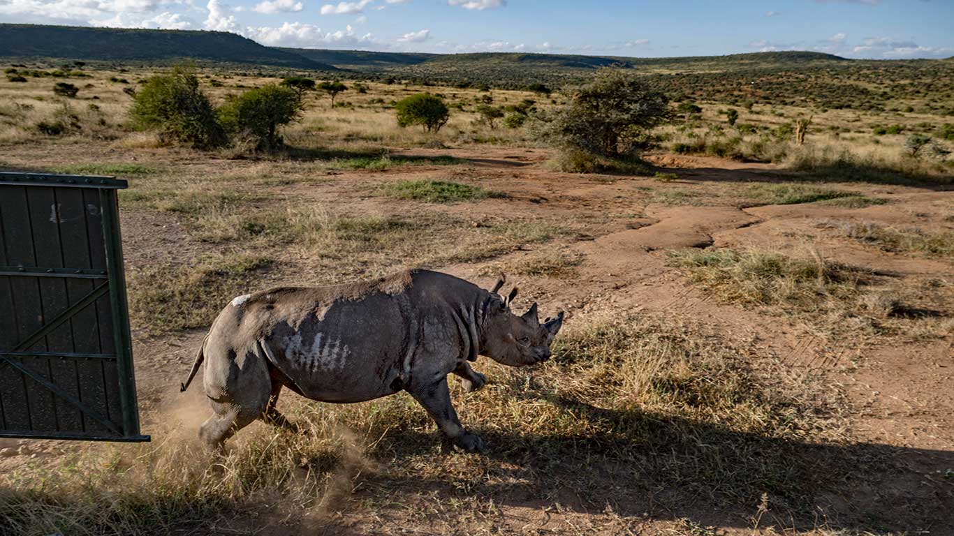 Loisaba Rhino Relocation