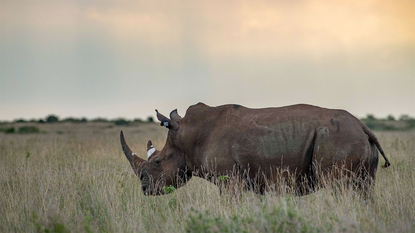 Loisaba Rhino