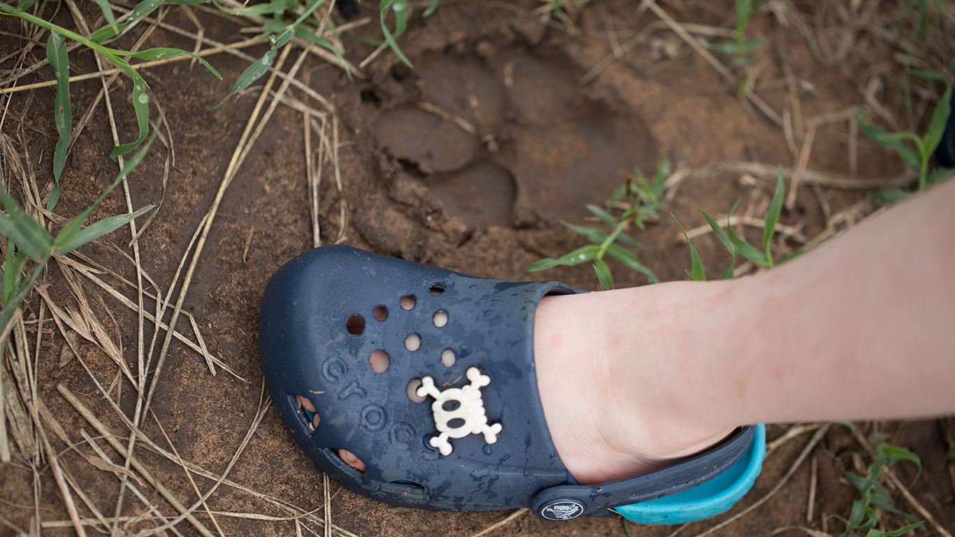 SRM tracking animals