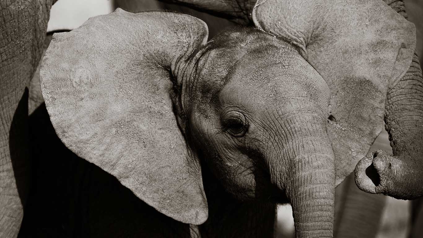baby elephants in amboseli