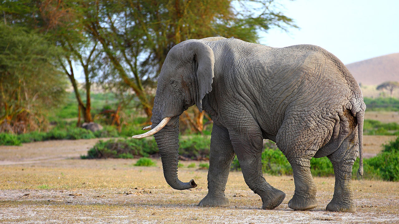 China-Bans-ivory