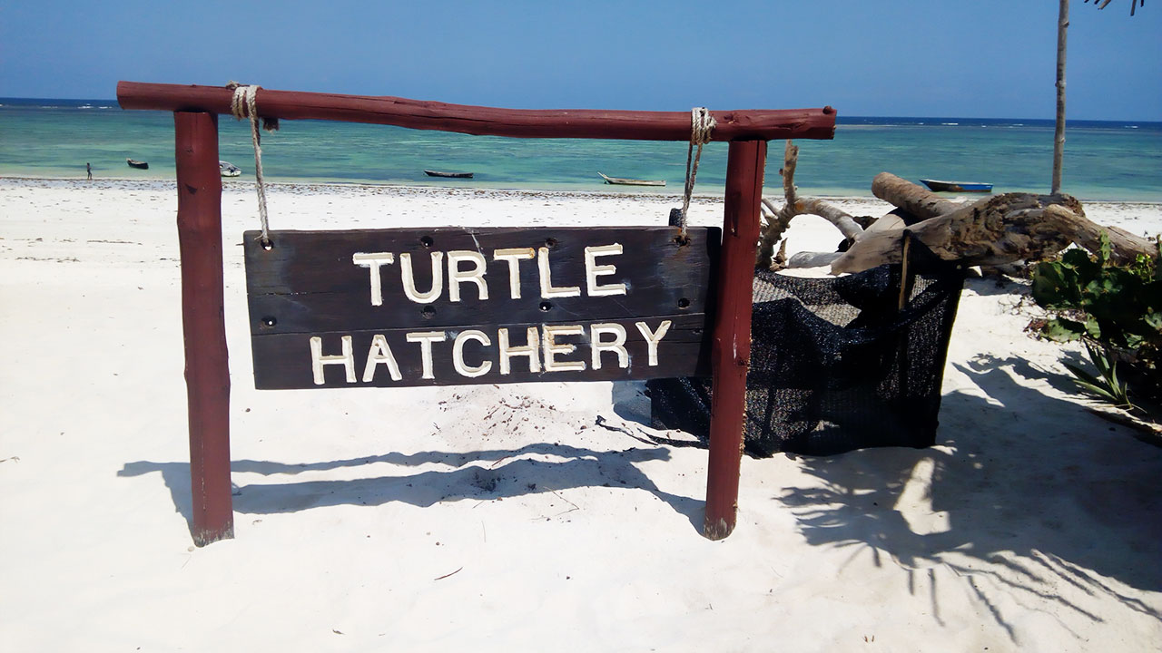 Turtle-Hatchery-ACD