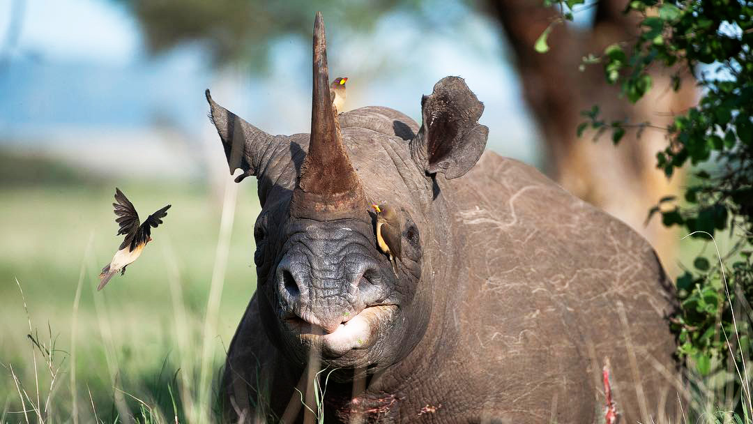 Mawingu the female semi blind black rhino