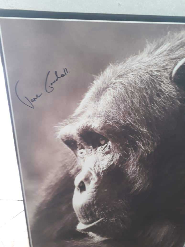 3-Signed-image-by-Jane-Goodall-for-auction