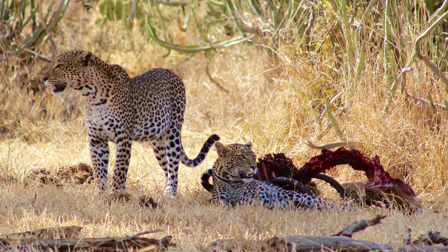 SDZG-African-Leopard-Conservation-Program