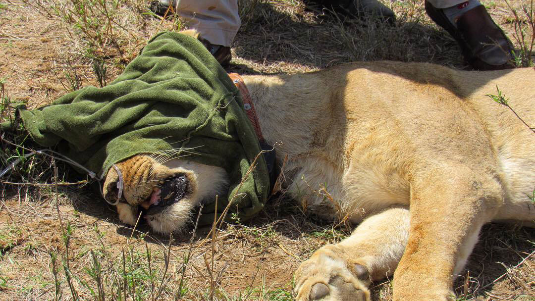 Treatment and collaring a lion in Loisaba