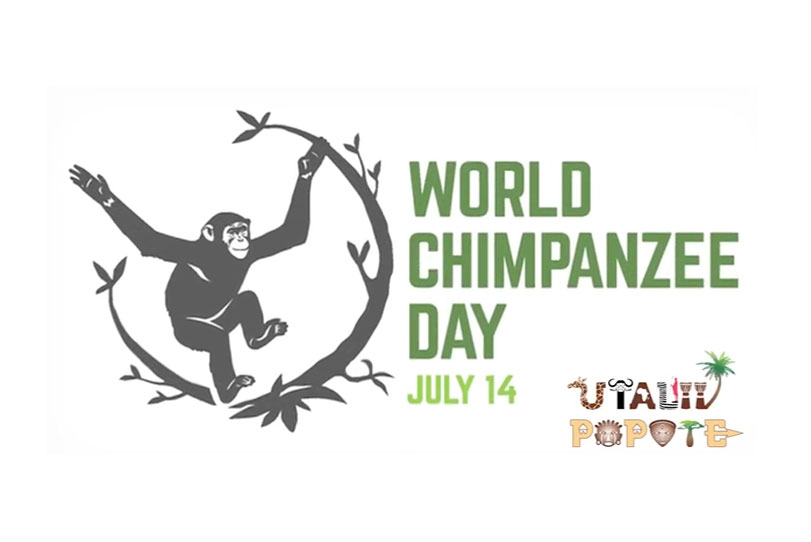 world-chimpanzee-day